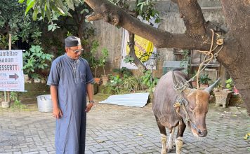 Maknai Idul Adha, Dirum Perumda Parkir Berkurban Satu Sapi